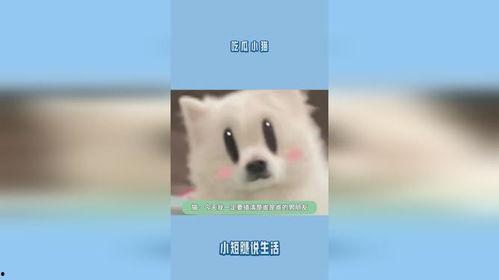 小猫吃瓜图片大全,小猫吃瓜图片大盘点