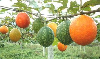 小狗可以吃吊瓜么,小狗能否享用吊瓜美味？