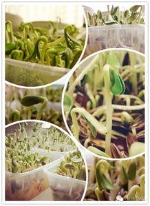 荞麦吃瓜,探寻传统美食的新篇章