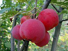 小海棠吃瓜图片,夏日清凉一“瓜”