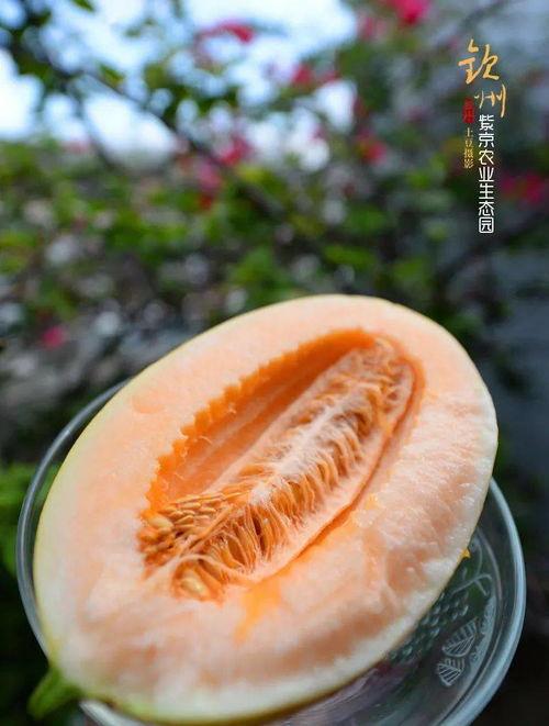 业姚莹吃瓜,娱乐圈的“瓜田”再掀波澜