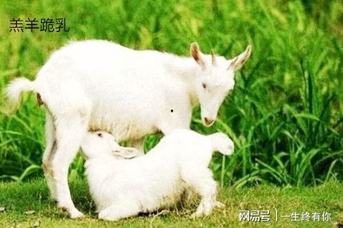 和小羊吃的瓜,田园生活新篇章