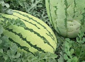 今年吃瓜的样子,盘点那些让人捧腹大笑的瓜界风云