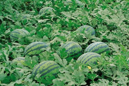 巨鹿最新吃瓜,揭秘最新吃瓜事件背后的真相