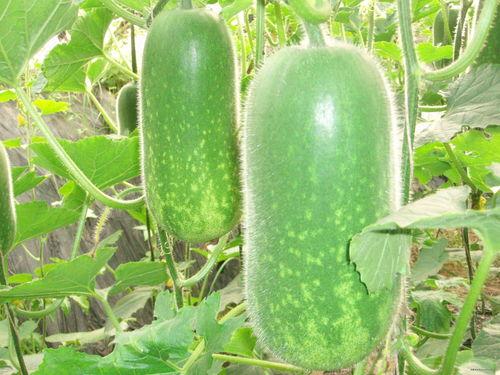 梦见自己摘个小白瓜吃,揭秘摘食小白瓜的神秘寓意