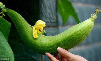 牛角瓜吃会胖吗,吃牛角瓜真的会发胖吗?