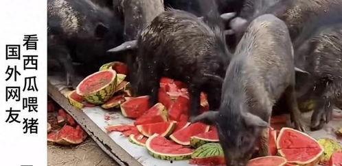 福建吃瓜博主,福建吃瓜博主带你探秘福建美食圈