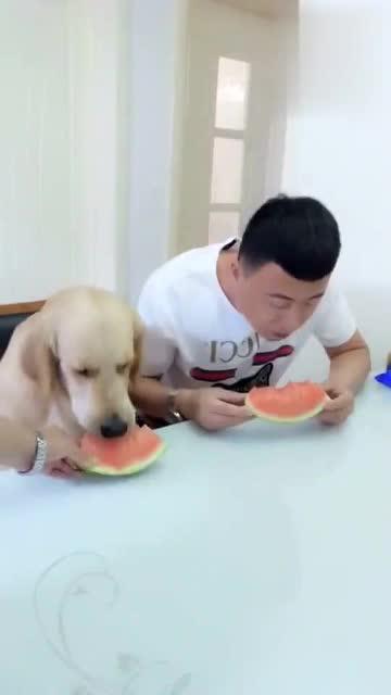 狗子和主人吃瓜,狗子与主人共享瓜果时光