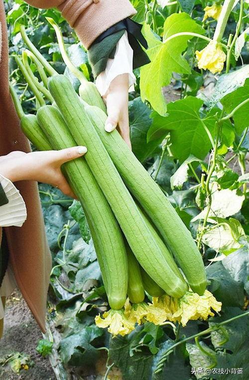 怎样治理吃瓜蜂,破解吃瓜蜂现象的智慧之道