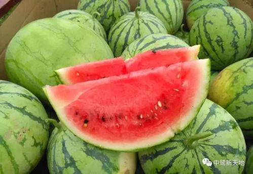 文刻创作吃瓜,一场别开生面的吃瓜盛宴