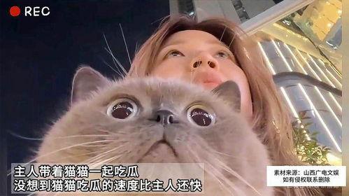 猫咪扒拉主人吃瓜,意外解锁吃瓜新姿势